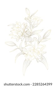 Gold lily flowers bouquet isolated on white background.  Detailed lili peony flowers sketch outline drawing. 