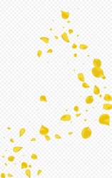 Gold Lotus Tender Vector Transparent Background. Summer Petal Design. Yellow Cherry Falling Template. Mustard Rose Japan Wallpaper.