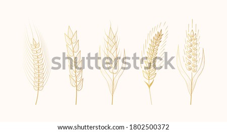 Gold malt, barley, wheat ears silhouettes. Gold grain cereal for beer making or bakery. Vector isolated vintage illustration.