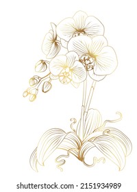 Gold orchid phalaenopsis exotic tropical flower inflorescence isolated on white background. Flowering plant with buds, stem, roots, green leaves. Detailed realistic vector design illustration.