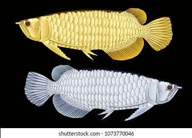 Gold and silver Arowana dragon fish graphic vector