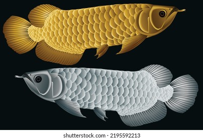 Gold and silver Arowana dragon fish isolated on dark background. Graphic vector