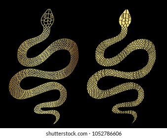 Gold snake vector on black background
