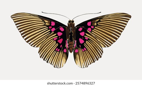 Gold striped butterfly vintage. E.A. Séguy's artwork, illustration isolated on white, vector. Vintage famous artwork by E.A. Séguy, old butterfly art illustration vector.