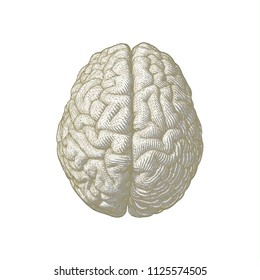 Gold styllized engraving brain illustration in top view with triangular wireframe isolated on white background