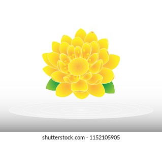 Gold Waterlily on white background.