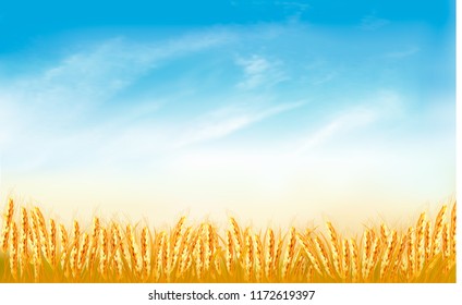 Gold wheat field background with blue sky. Vector