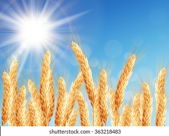 Gold wheat field and blue sky. EPS 10 vector file included