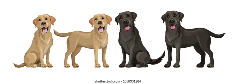 Gold yellow labrador retriever and black labrador retriever. Standing and sitting labradors isolated on white. Young and friendly dogs. 