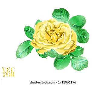 Rosa amarilla dorada y deja elementos. El origen de la peonía de Hawai.  Las Peonies de Verano dejan y cubos de textura de calzado. Impresión de bañador de flores de rosa botánica. Diseño Aislado Dibujado A Mano.