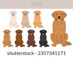 Goldador clipart. Golden retriever Labrador mix. Different coat colors set.  Vector illustration