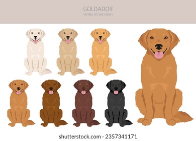 Goldador clipart. Mezcla de Labrador del recuperador de oro. Colores de abrigo diferentes.  Ilustración del vector