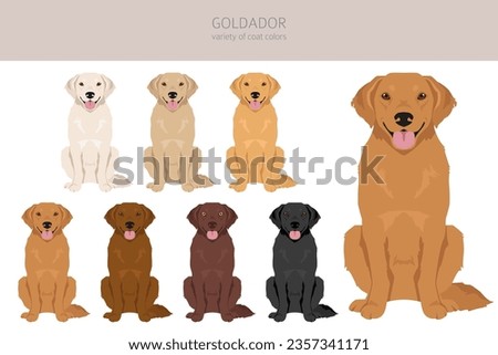 Goldador clipart. Golden retriever Labrador mix. Different coat colors set.  Vector illustration
