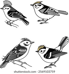 Goldcrest bird bundle line art and illustrator eps