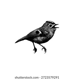 Goldcrest bird, captured in a dynamic pose with fine feather details. This minimalist wildlife artwork highlights the smallest European songbird, making it ideal for nature, ornithology, and design-focused stock projects.