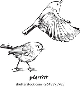 Goldcrest bird flying and sitting sketches. Bird movement black and white drawings. Nature birdwatching ink illustration. Simple textured vector drawings.  Passerine bird, kinglet family, king birds