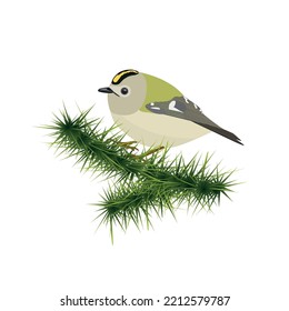 Goldcrest on branch of spruce tree isolated on white background. Vector illustration