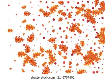 Golden Acorn Background White Vector. Oak Simple Design. Gold Leaves. Landscape Illustration. Orange Leaf Material.