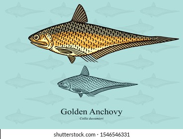 Golden Anchovy. Vector illustration with refined details and optimized stroke that allows the image to be used in small sizes (in packaging design, decoration, educational graphics, etc.)
