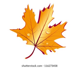 golden autumn leaf
