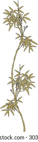 Golden bamboo