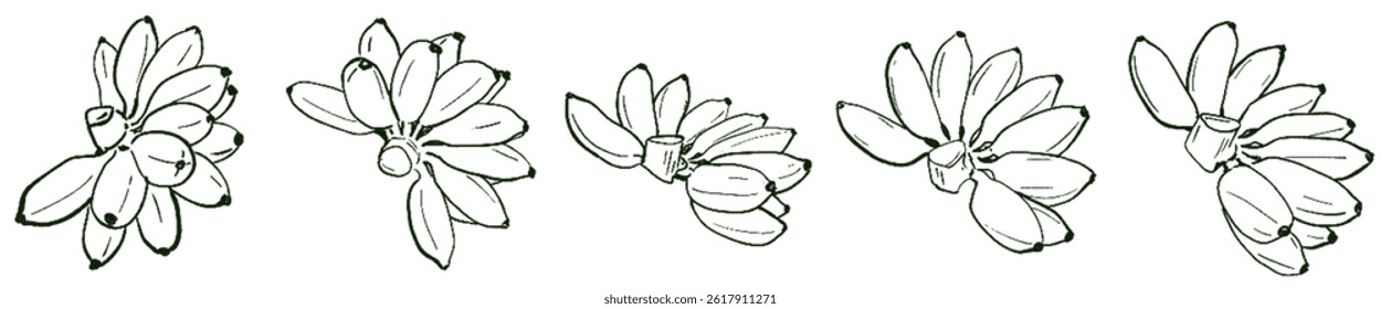 Golden Banana Energy – Natural Abundance Lineart Set under Taurus Sun