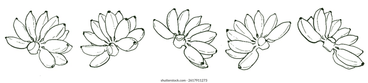 Golden Banana Energy – Natural Abundance Lineart Set under Taurus Sun