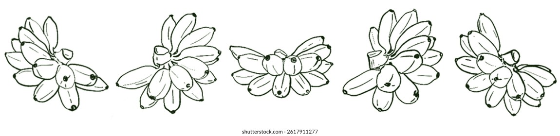 Golden Banana Energy – Natural Abundance Lineart Set under Taurus Sun