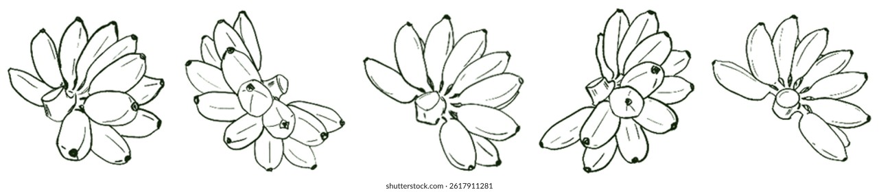 Golden Banana Energy – Natural Abundance Lineart Set under Taurus Sun