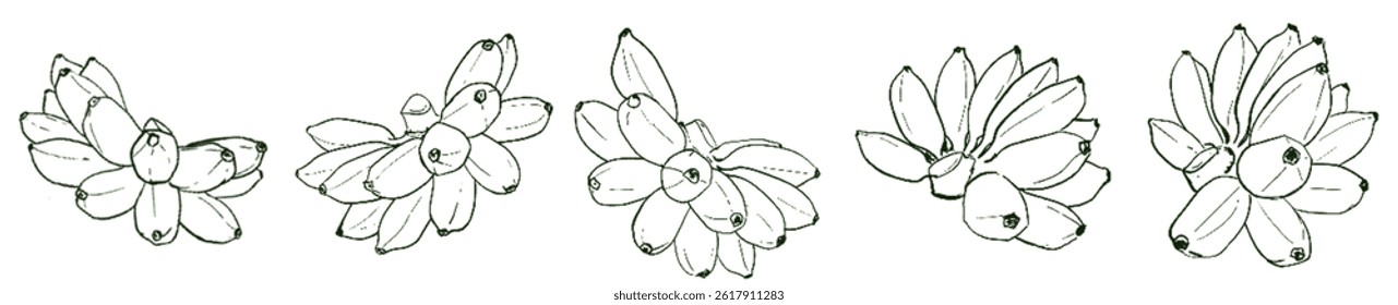 Golden Banana Energy – Natural Abundance Lineart Set under Taurus Sun