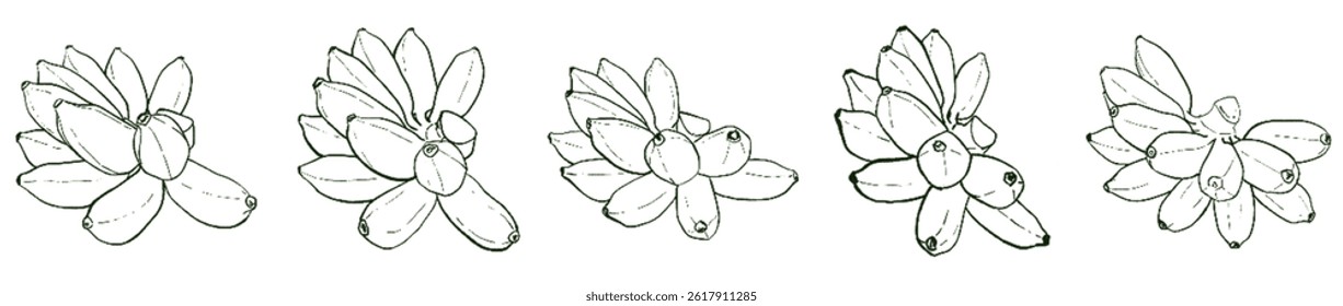 Golden Banana Energy – Natural Abundance Lineart Set under Taurus Sun