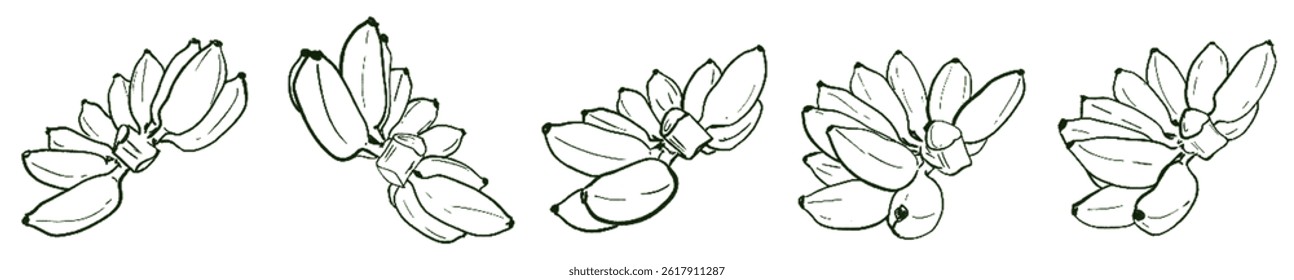Golden Banana Energy – Natural Abundance Lineart Set under Taurus Sun