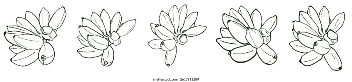 Golden Banana Energy – Natural Abundance Lineart Set under Taurus Sun