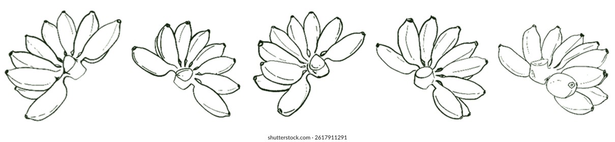 Golden Banana Energy – Natural Abundance Lineart Set under Taurus Sun