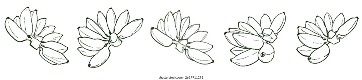 Golden Banana Energy – Natural Abundance Lineart Set under Taurus Sun