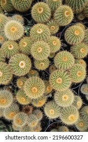 Golden barrel cactus pattern vector background