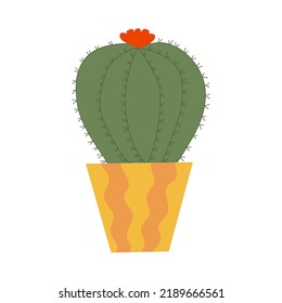 Golden barrel cactus plant with flower in pot, flat vector