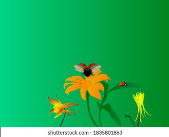 Golden beetle or ladybug beetle