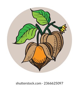 golden berry with branch isolated , Hand drawing illustration vector, orange autumn plant