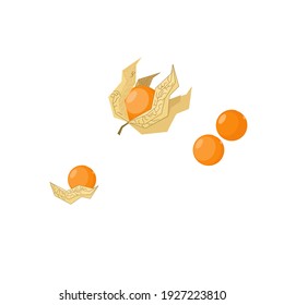 Golden Berry or Physalis fruit. Golden Berry or Physalis vector icon in flat style isolated on white background. Superfood organic healthy. Vector illustration