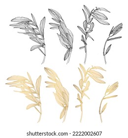 Golden and black line Olive branch. Isolated illustration element. Outline Palm leaf and Olive Branch In a Trendy Minimalist Style. Illustration for printing on Salons, Posters, creating a logo.