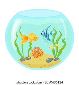 Golden and blue fish in the round aquarium. Home aquarium with sand, algae and stones.Vector illustration in cartoon style is isolated on white background