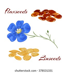 Golden and brown flaxseeds (linseeds). Close up view. Vector illustration.