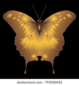 golden butterfly on a black background
