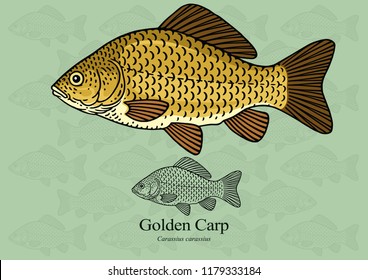 Golden carp. Vector illustration with refined details and optimized stroke that allows the image to be used in small sizes (in packaging design, decoration, educational graphics, etc.)