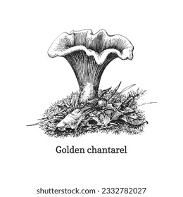 Golden chanterelle, hand drawn illustration in vector, vintage drawing of edible forest  mushroom