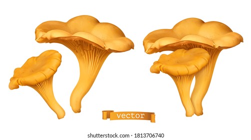 Golden chanterelle mushroom. 3d vector realistic illustration