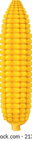 Golden corn ear. Realistic maize seed cob isolated on white background