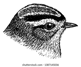 Golden crowned Kinglet have white wing bars, vintage line drawing or engraving illustration.