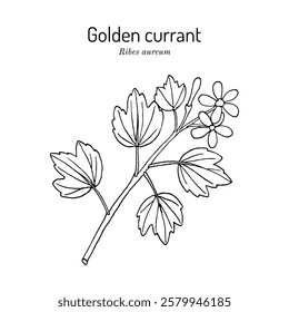 Golden currant or pruterberry (Ribes aureum), edible and medicinal plant. Hand drawn botanical vector illustration